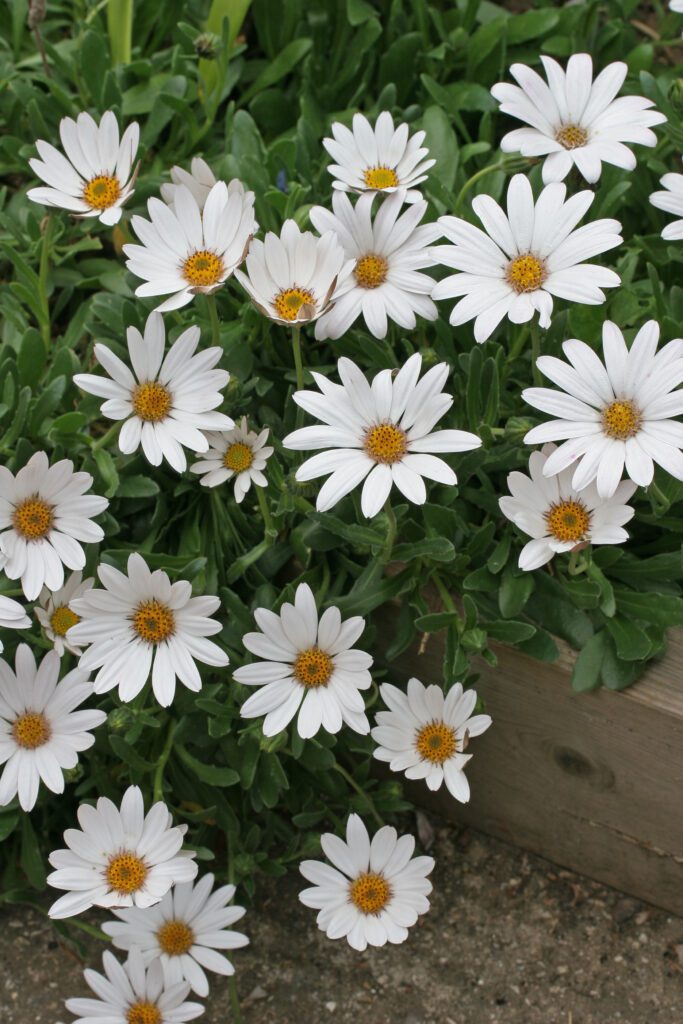 Osteospermum ‘Snow Pixie’ 2L 5023242377353