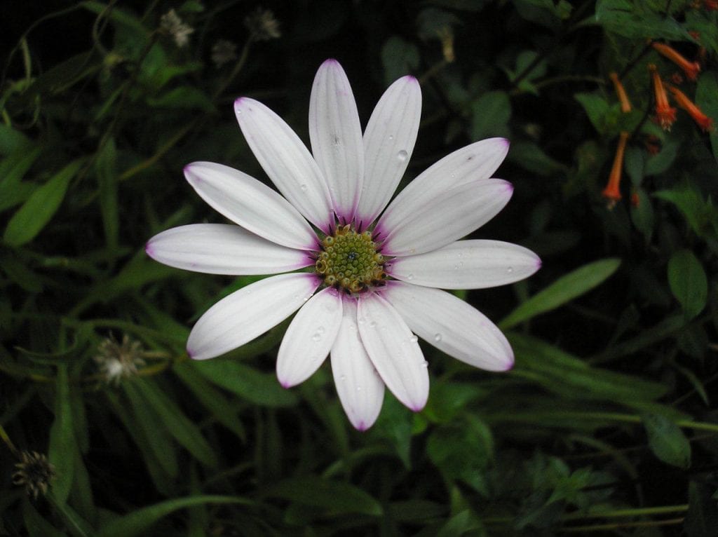 Osteospermum ‘Lady Leitrim’ 2L 5023242341194