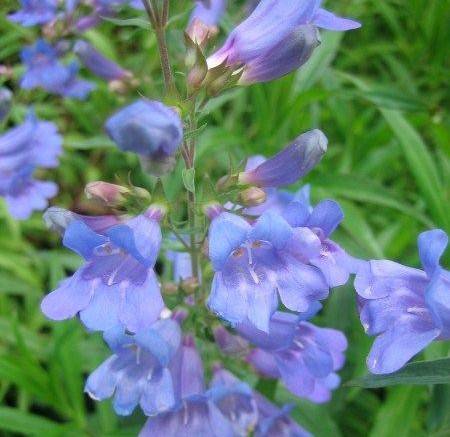 Penstemon heterophyllus ‘Heavenly Blue’ 2L 5023242283500