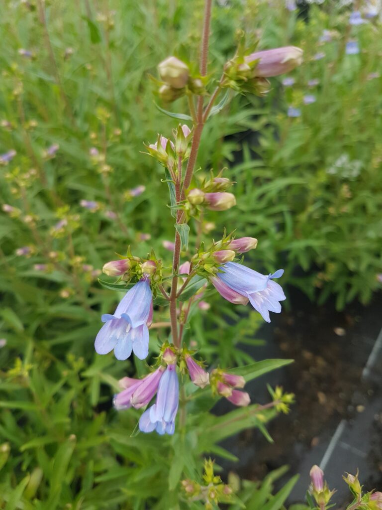 Penstemon heterophyllus ‘Heavenly Blue’ 2L 5023242283500