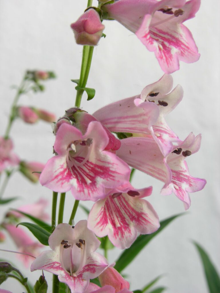 Penstemon ‘Hidcote Pink’ 3L 5023242333007