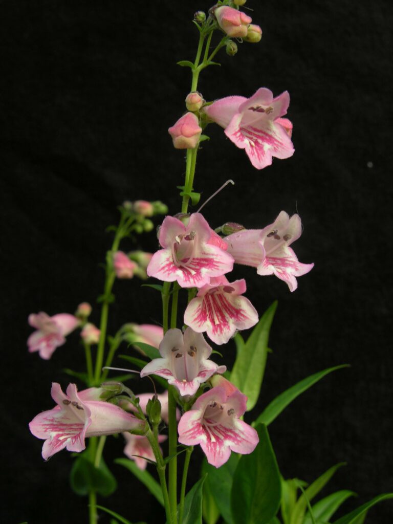 Penstemon ‘Hidcote Pink’ 3L 5023242333007
