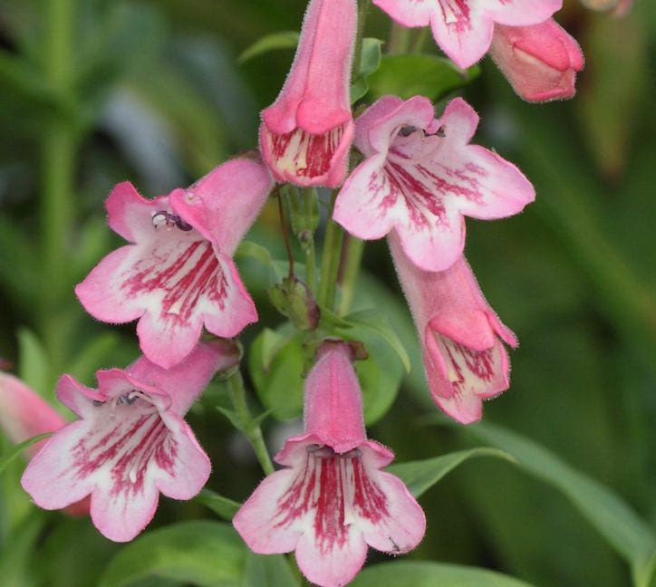 Penstemon ‘Hidcote Pink’ 3L 5023242333007