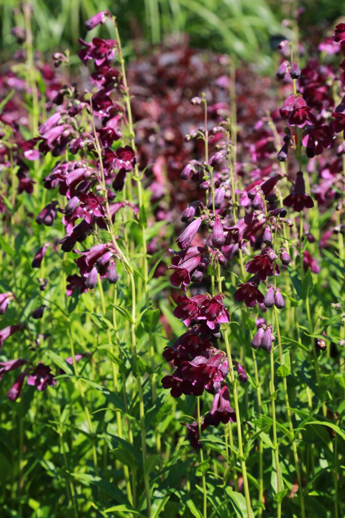 Penstemon ‘Raven’ 3L 5023242376691