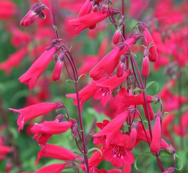 Penstemon ‘Andenken en Friedrich Hahn’ 3L 5023242337302