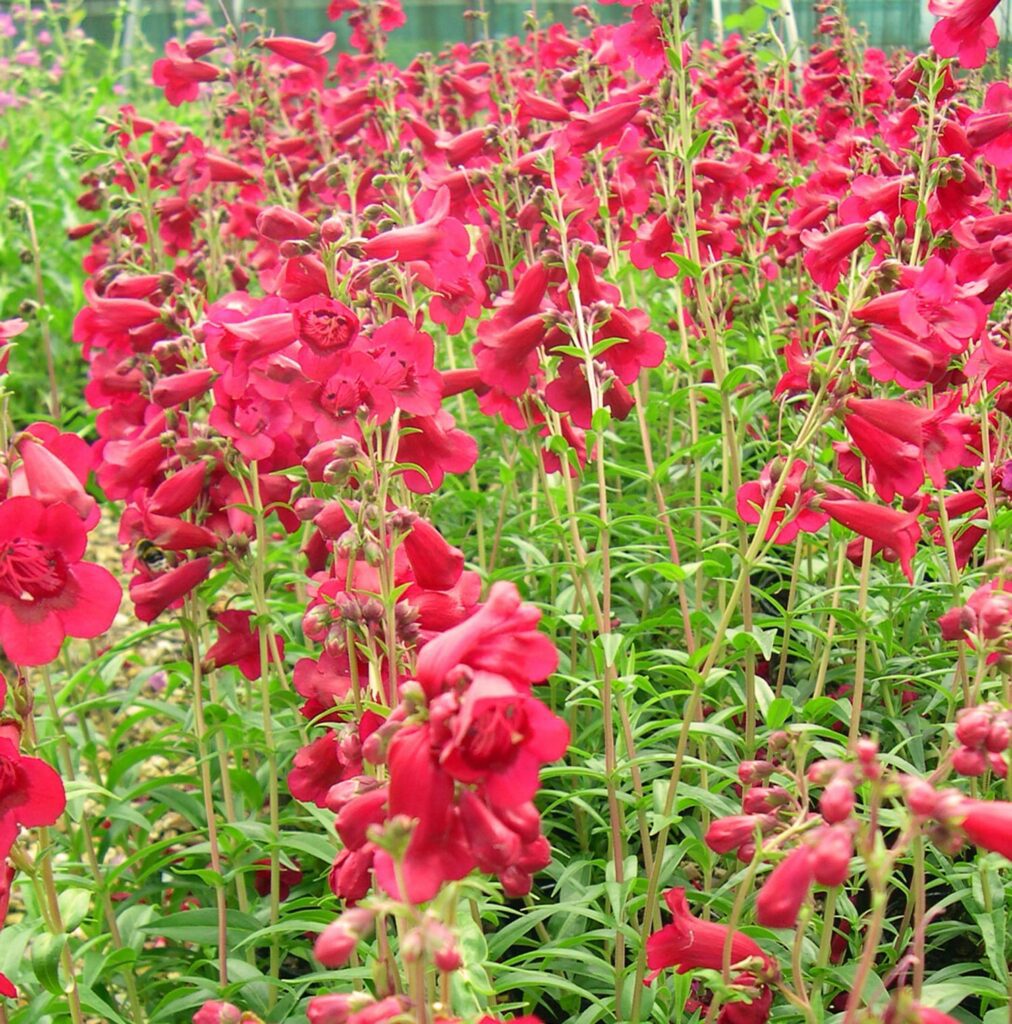 Penstemon ‘Andenken en Friedrich Hahn’ 3L 5023242337302