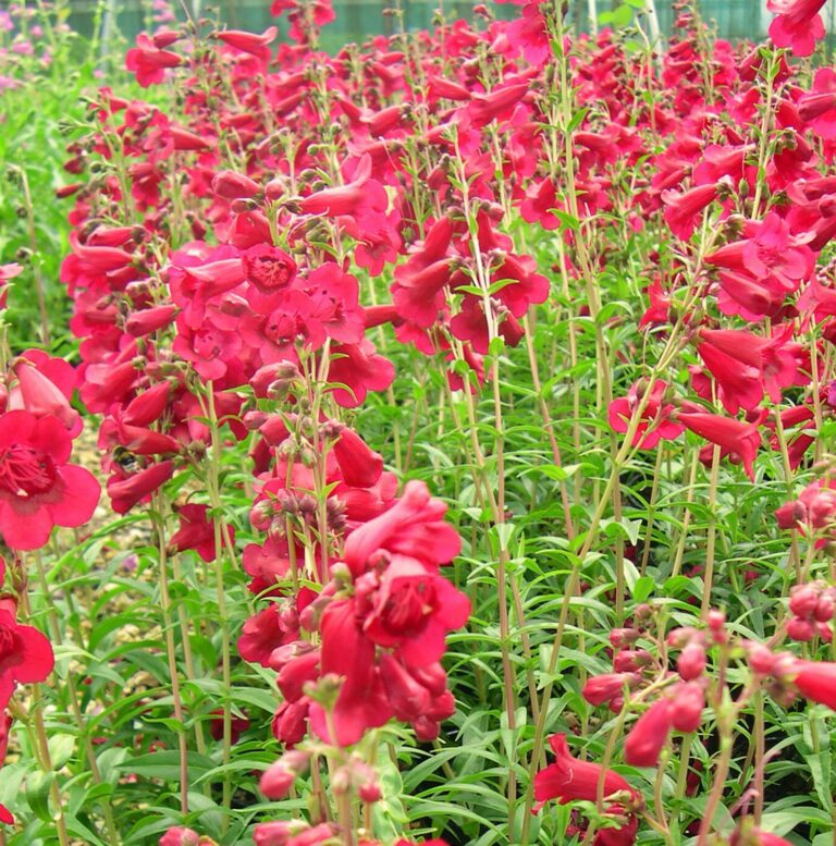 Penstemon | Plant Profile