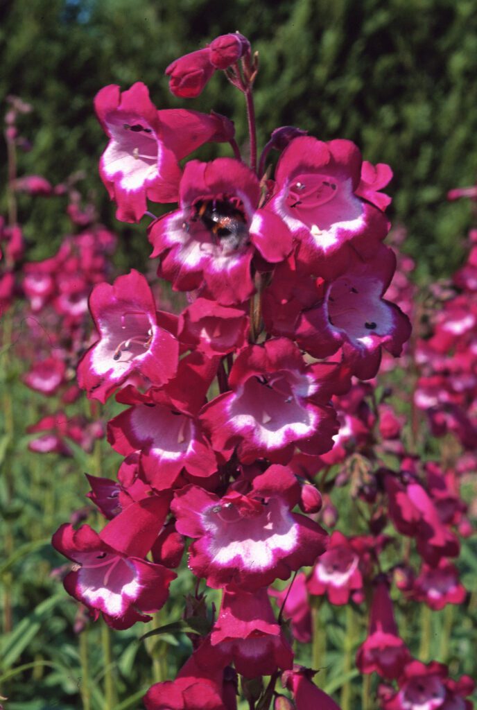 Penstemon ‘Pensham Amelia Jane’ 3L 5023242323237