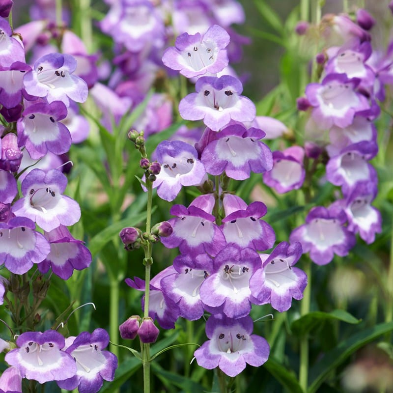 Penstemon ‘Pensham Czar’ 3L 5023242322001