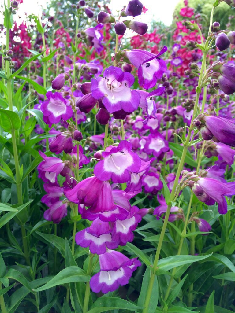 Penstemon ‘Pensham Czar’ 3L 5023242322001