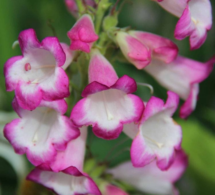 Penstemon ‘Pensham Laura’ 3L 5023242322018