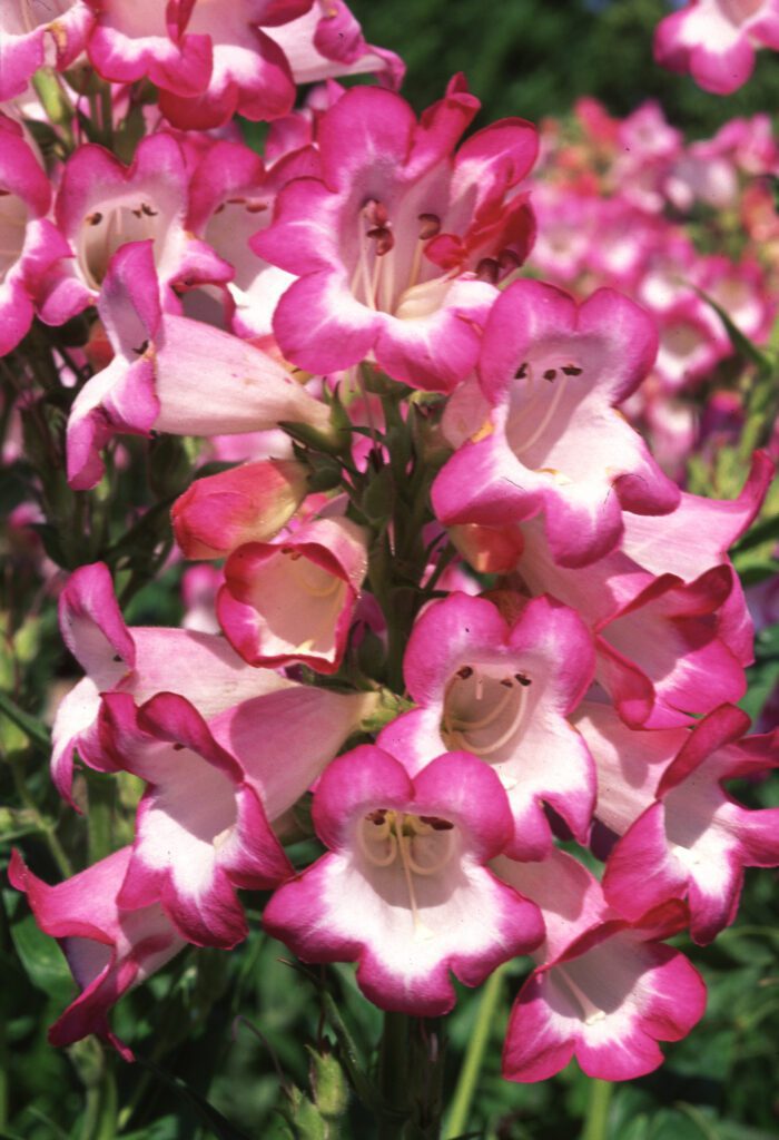 Penstemon ‘Pensham Laura’ 3L 5023242322018