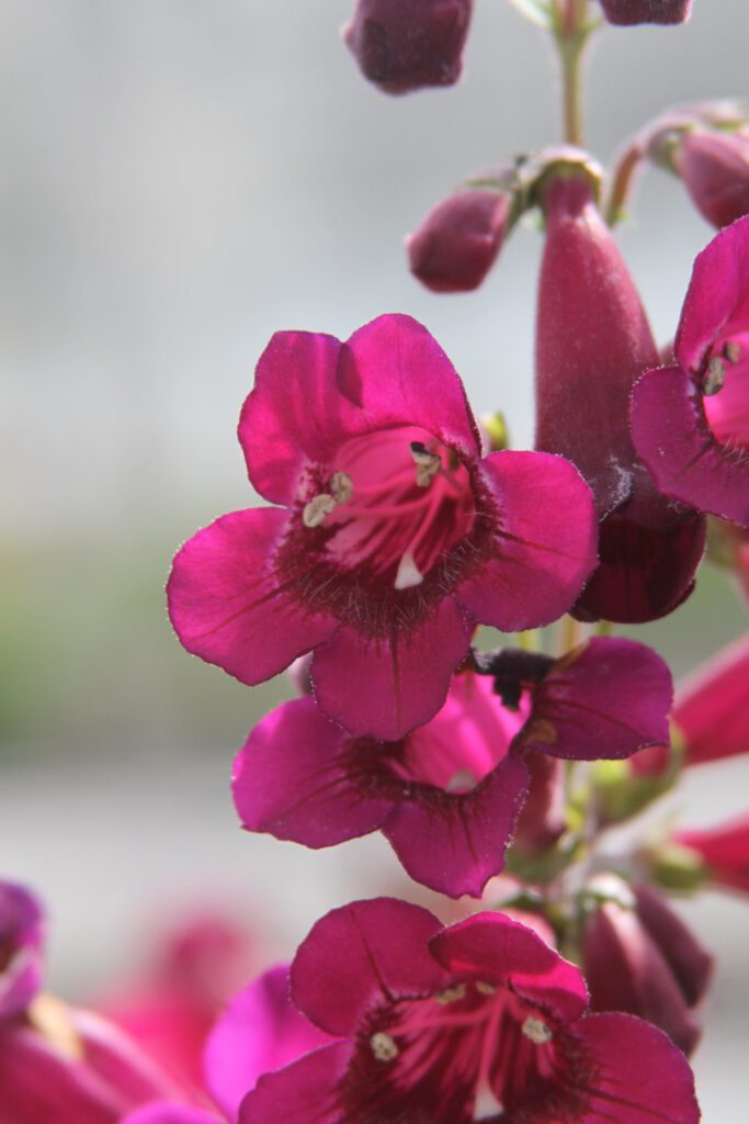 Penstemon ‘Purple Bedder’ 3L 5023242332963