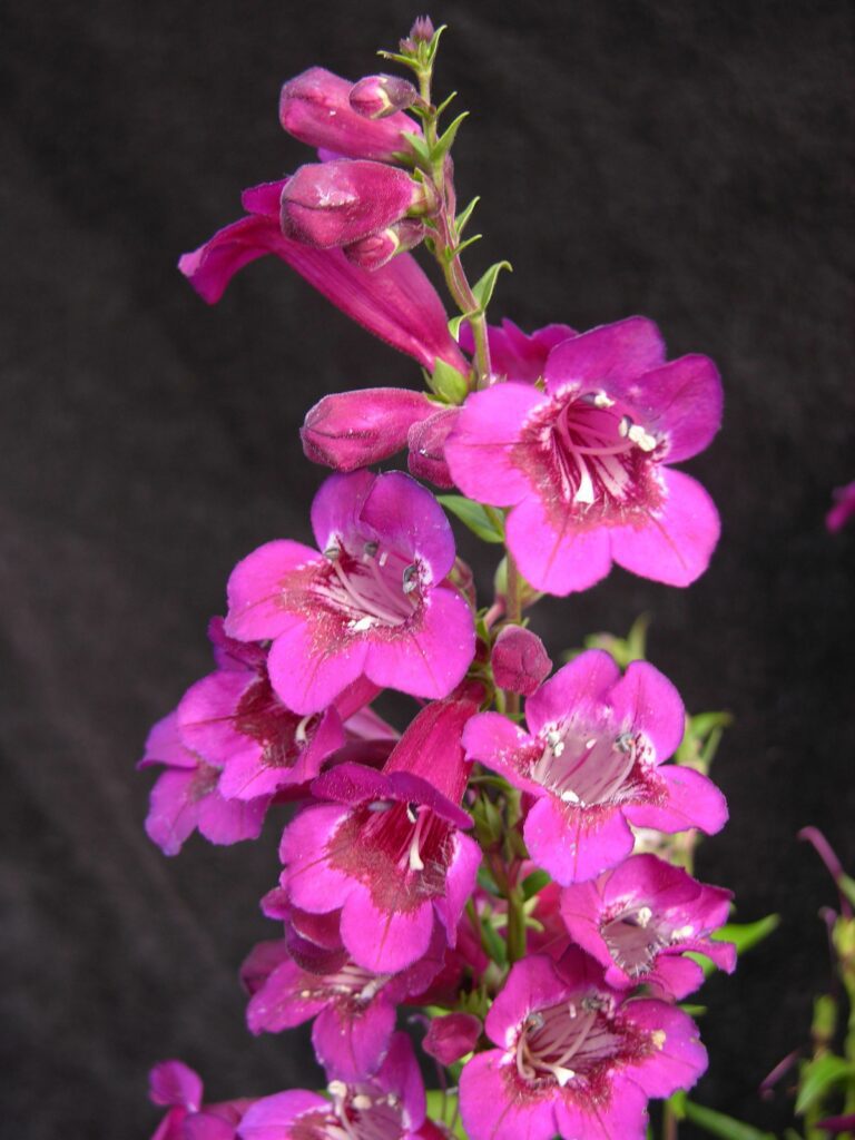 Penstemon ‘Purple Bedder’ 3L 5023242332963