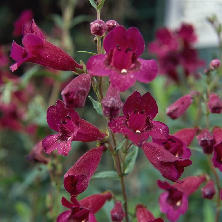 Penstemon ‘Purple Bedder’ 3L 5023242332963