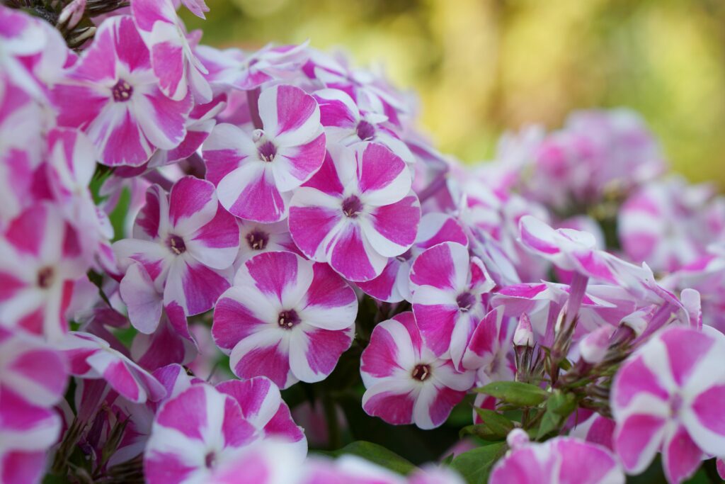 Phlox paniculata Bambini ‘Candy Crush’ 3L 5023242301785
