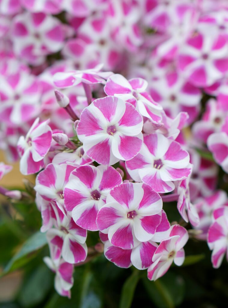 Phlox paniculata Bambini ‘Candy Crush’ 3L 5023242301785