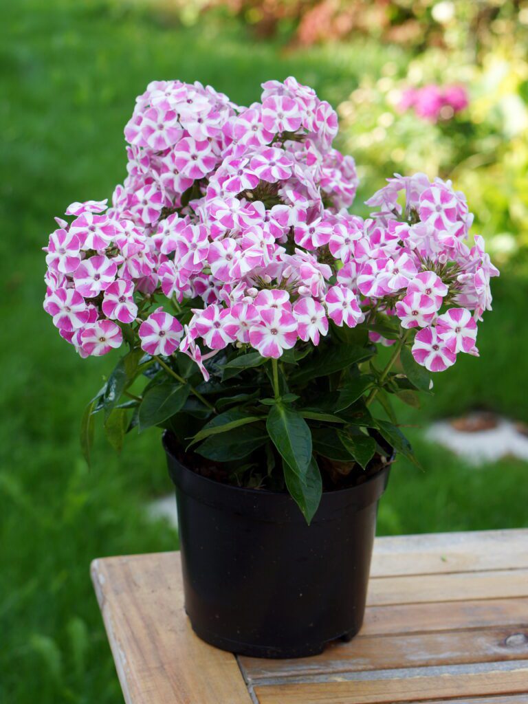 Phlox paniculata Bambini ‘Candy Crush’ 3L 5023242301785