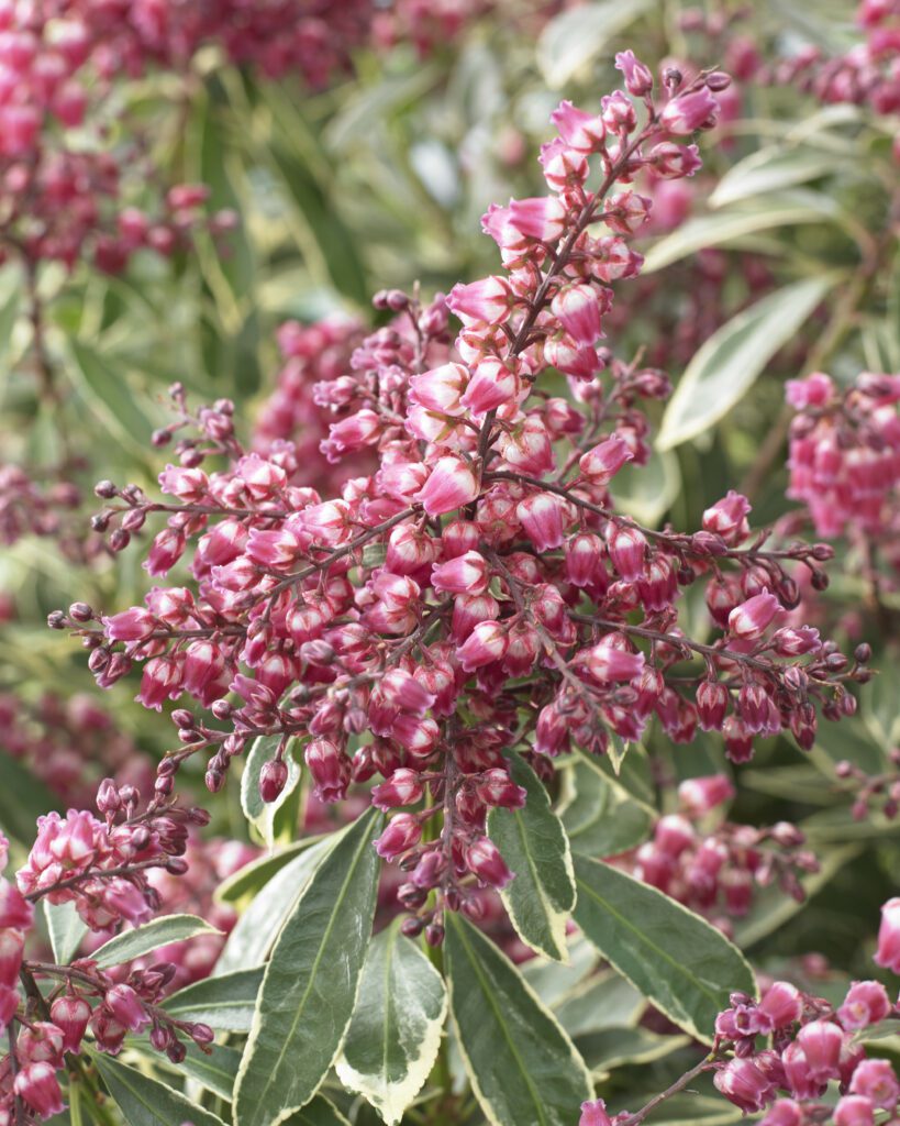 Pieris japonica ‘Polar Passion’ 2L 5023242376646 2