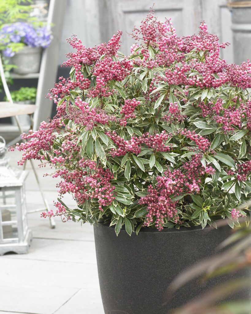 Pieris japonica ‘Polar Passion’ 2L 5023242376646 2