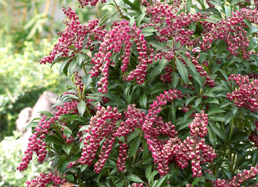 Pieris ‘Passion’ 2L 5023242376004 2