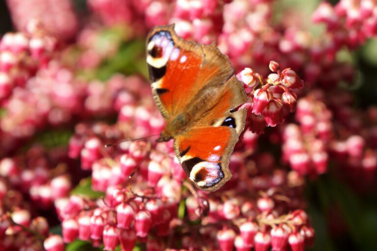 What to Plant to Attract Butterflies to Your Garden