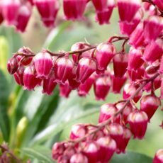 pieris japonica pink passion shrub