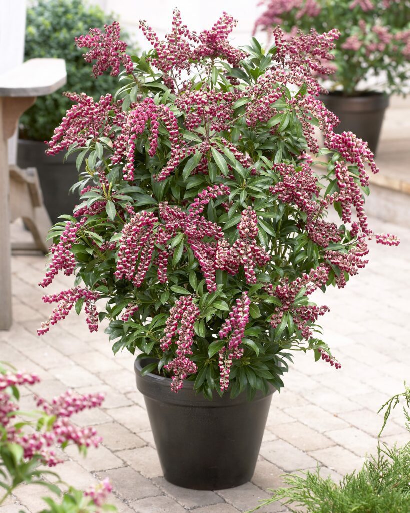 Pieris ‘Passion’ 2L 5023242376004 2