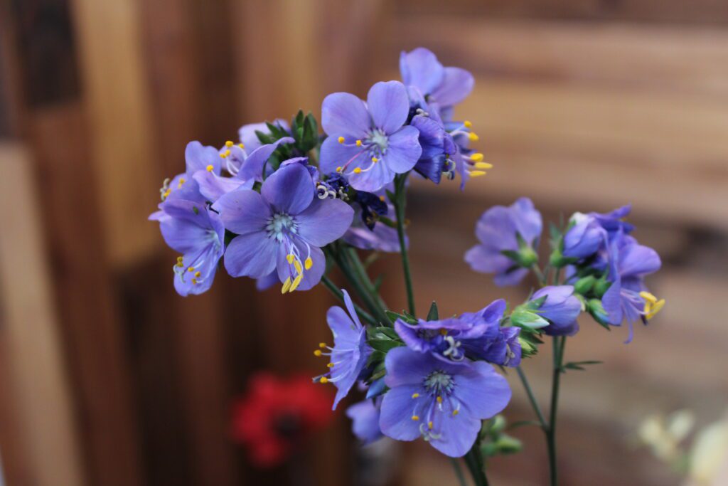 Polemonium yezoense var. hidakanum ‘Bressingham Purple’ 2L 5023242332185 2