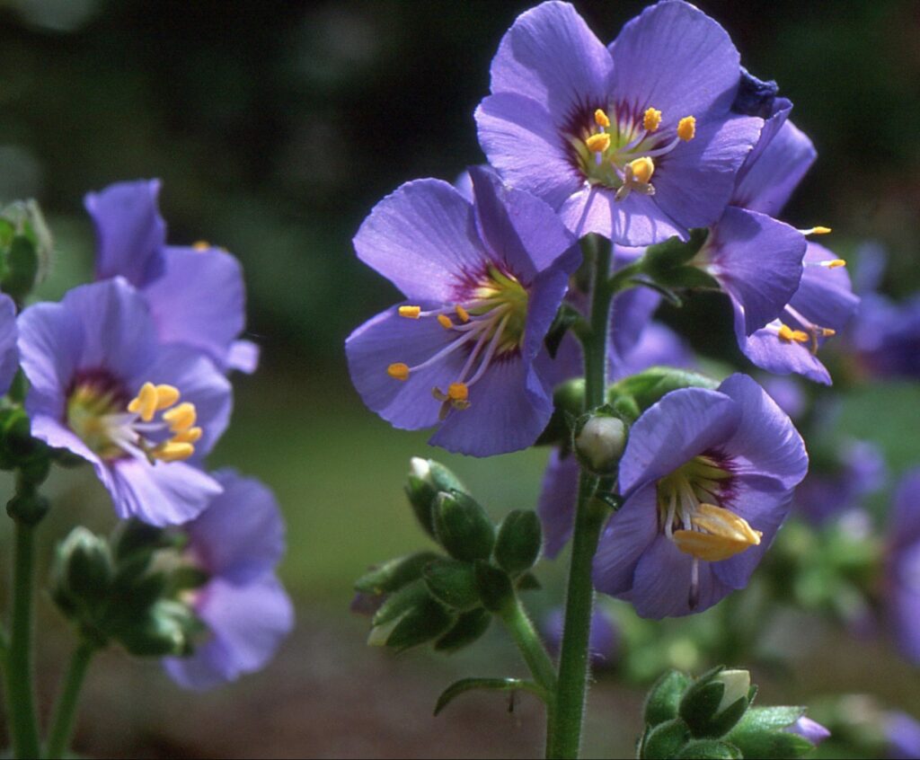 Polemonium yezoense var. hidakanum ‘Bressingham Purple’ 2L 5023242332185 2