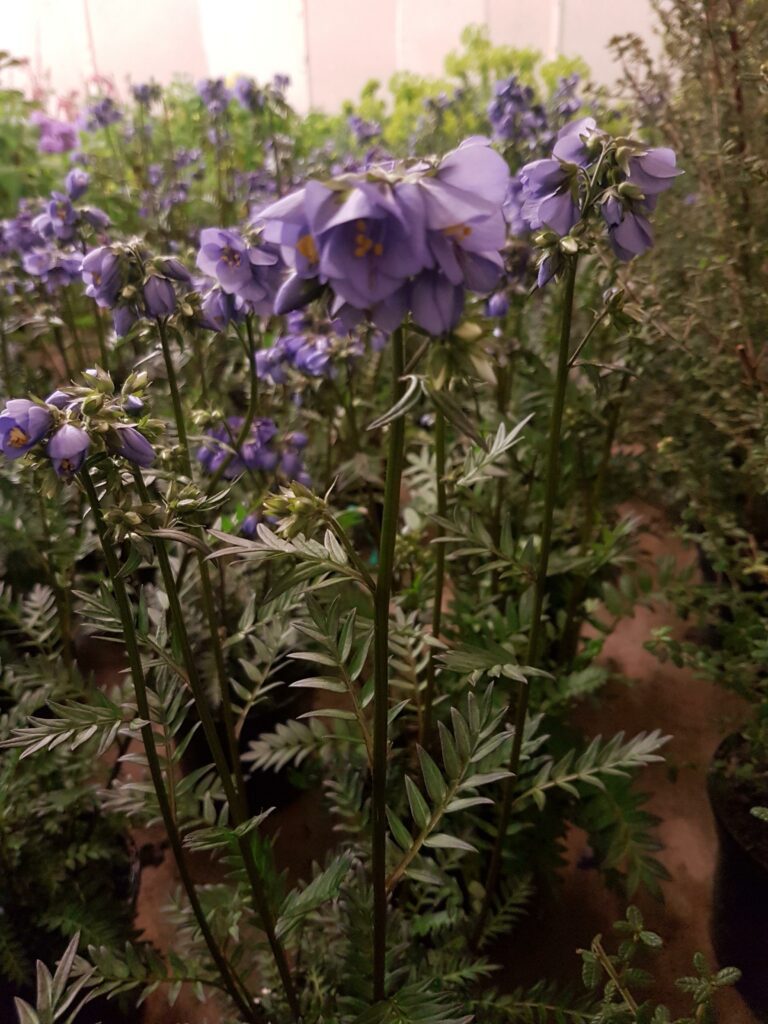 Polemonium yezoense var. hidakanum ‘Bressingham Purple’ 2L 5023242332185 2