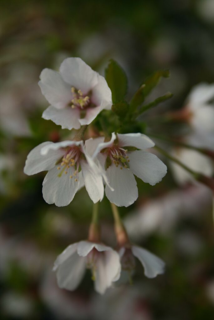 Prunus incisa ‘Kojo-no-mai’ 3L 5023242209937 2