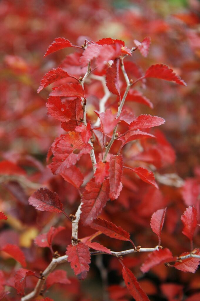 Prunus incisa ‘Kojo-no-mai’ 3L 5023242209937 2