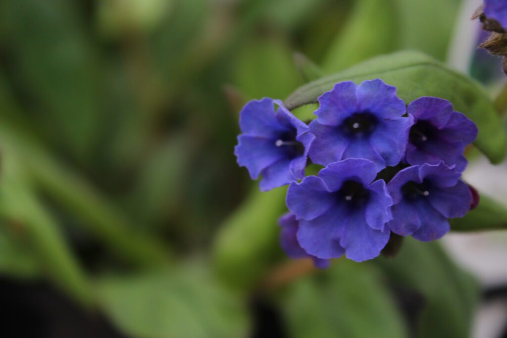 Pulmonaria ‘Blue Ensign’ 2L 5023242260310 2