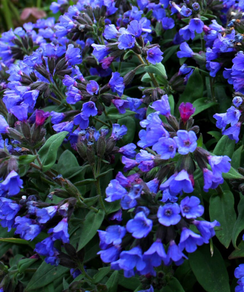 Pulmonaria ‘Blue Ensign’ 2L 5023242260310 2