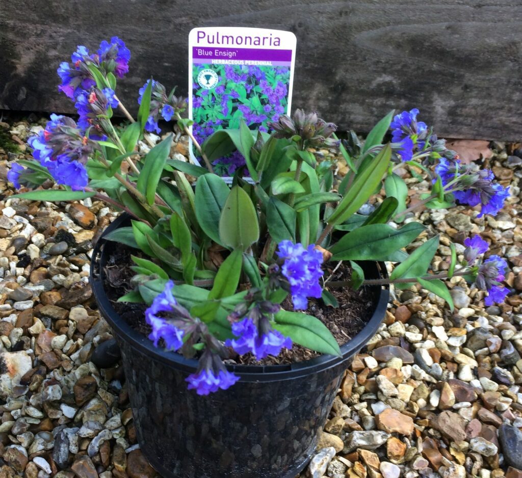 Pulmonaria ‘Blue Ensign’ 2L 5023242260310 2
