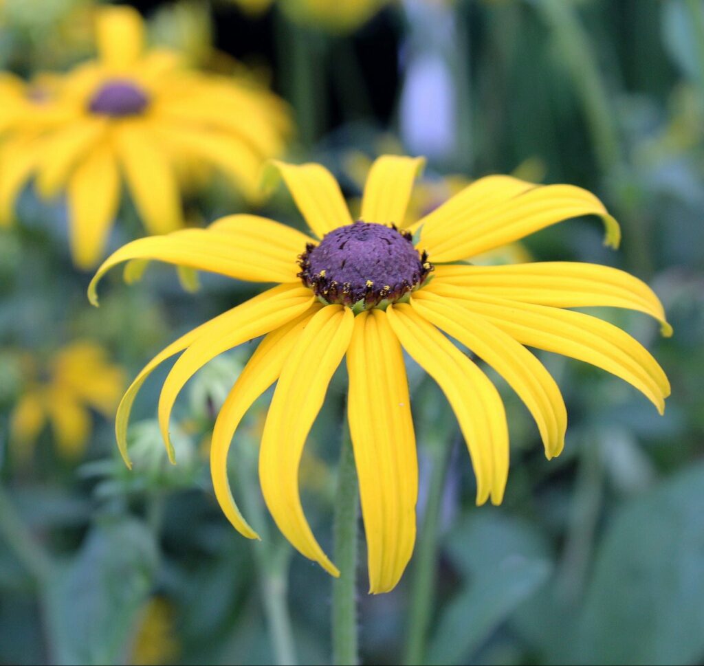 Rudbeckia fulgida var. sullivantii ‘Goldsturm’ 3L 5023242130200