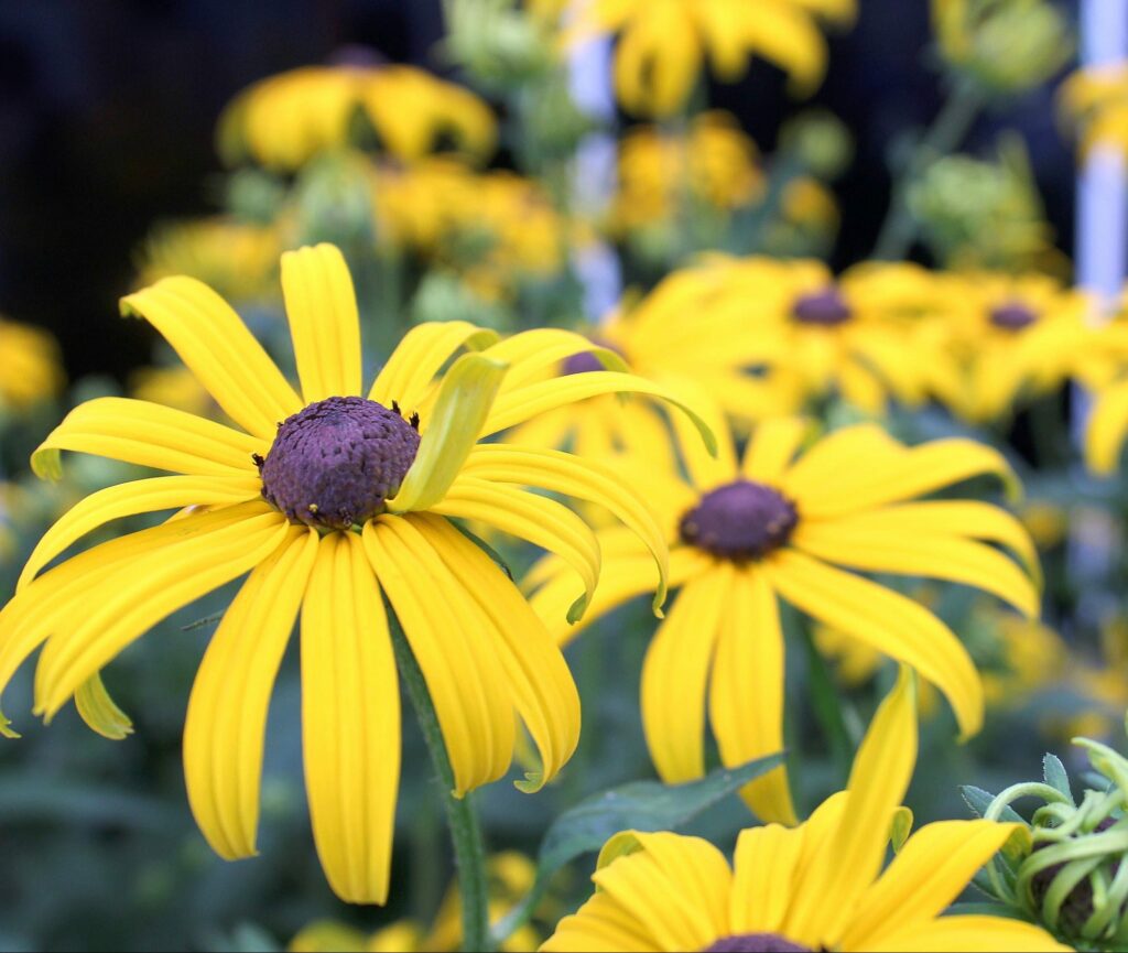 Rudbeckia fulgida var. sullivantii ‘Goldsturm’ 3L 5023242130200
