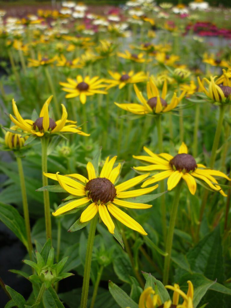 Rudbeckia fulgida ‘Little Goldstar’ 2L 5023242329918