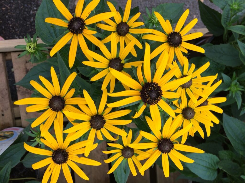 Rudbeckia fulgida ‘Little Goldstar’ 2L 5023242329918