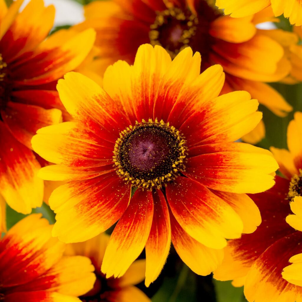Rudbeckia ‘Smileyz Kissing’ 3L 5023242374888