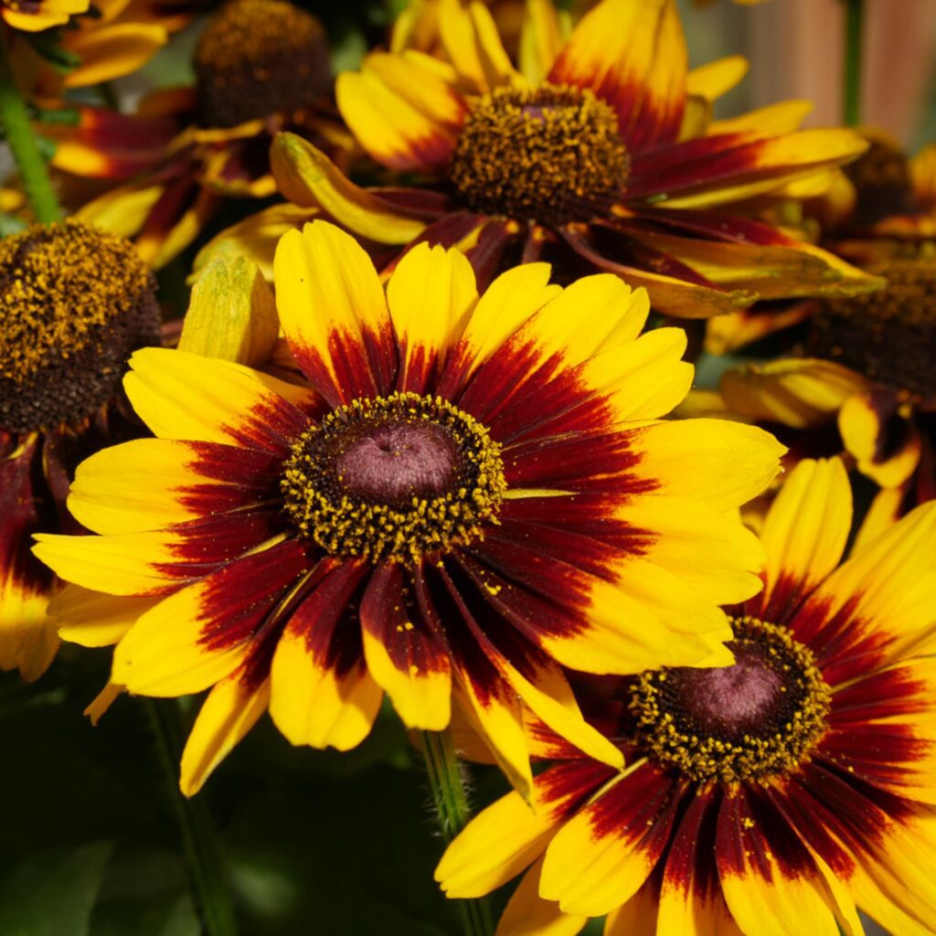 Rudbeckia ‘Smileyz Tiger’ 3L 5023242374918