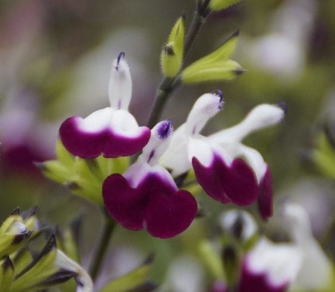 Salvia ‘Amethyst Lips’ 3L 5023242371443