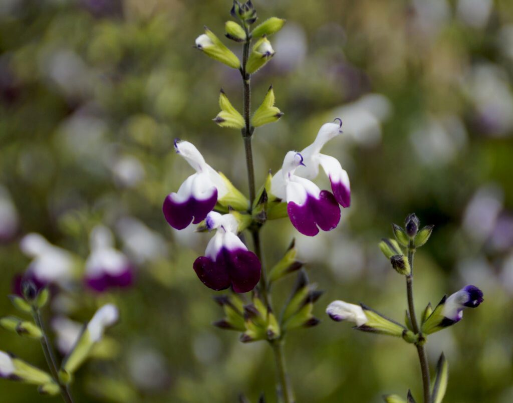 Salvia ‘Amethyst Lips’ 3L 5023242371443