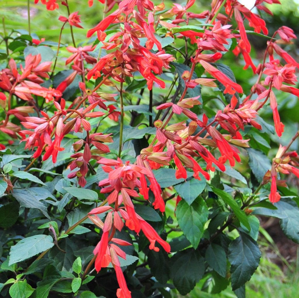 Salvia 3L 5023242370255