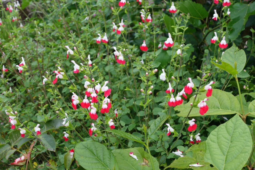 Salvia jamensis ‘Hot Lips’ 3L 5023242301785