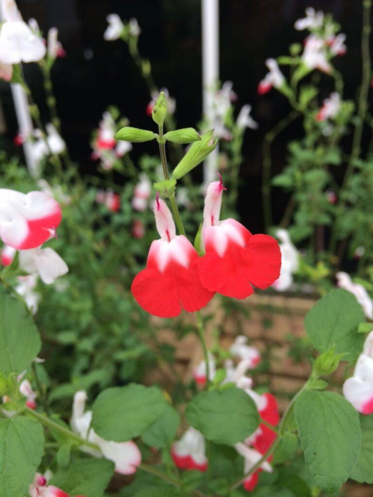 Salvia jamensis ‘Hot Lips’ 3L 5023242301785