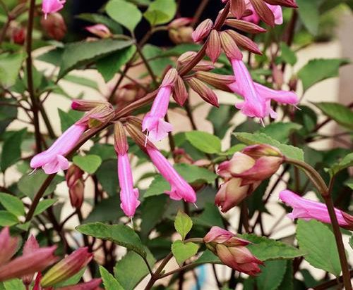 Salvia ‘Kisses and Wishes’ 3L 5023242370262