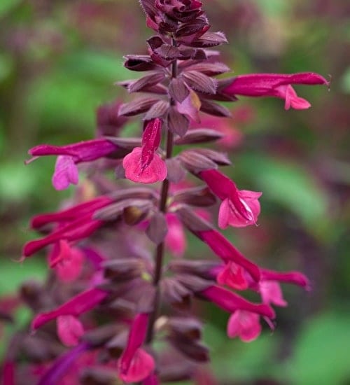 Salvia ‘Love and Wishes’ 3L 5023242355351