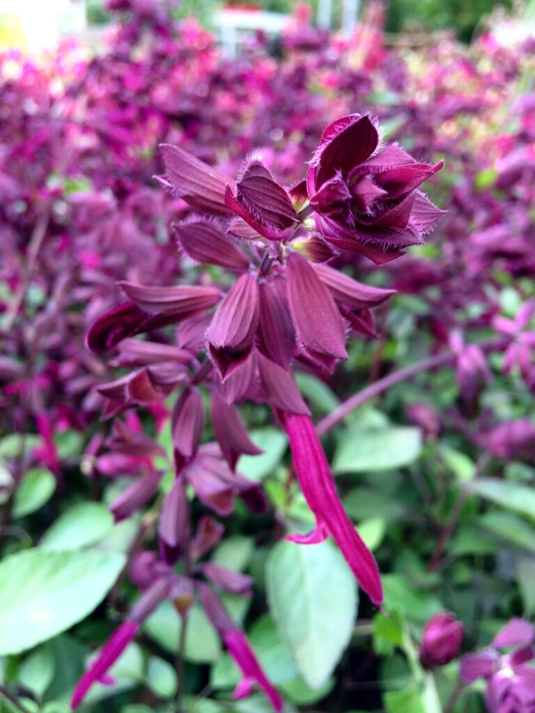Salvia ‘Love and Wishes’ 3L 5023242355351